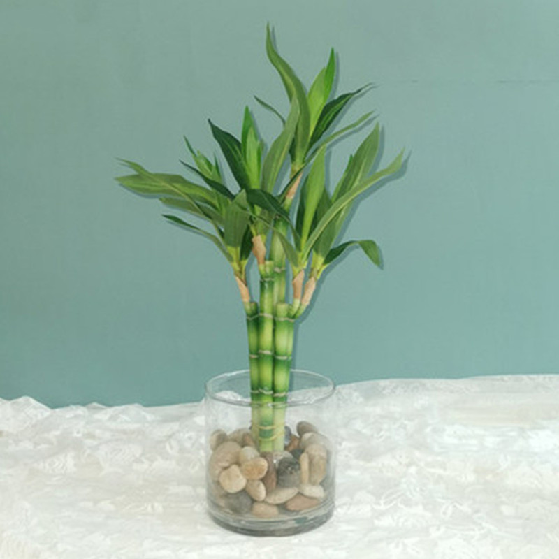 Aquarium Fish Only - New 40cm Artificial Lucky Bamboo Succulent