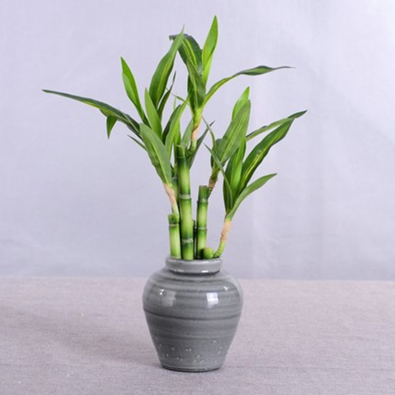 New 40cm Artificial Lucky Bamb - Aquarium Fish Only review and price