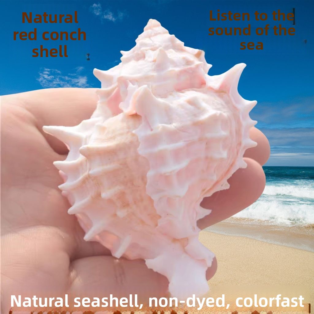 Natural  Large Pink Trumpet  S - Xl Aquarium Fish review and price