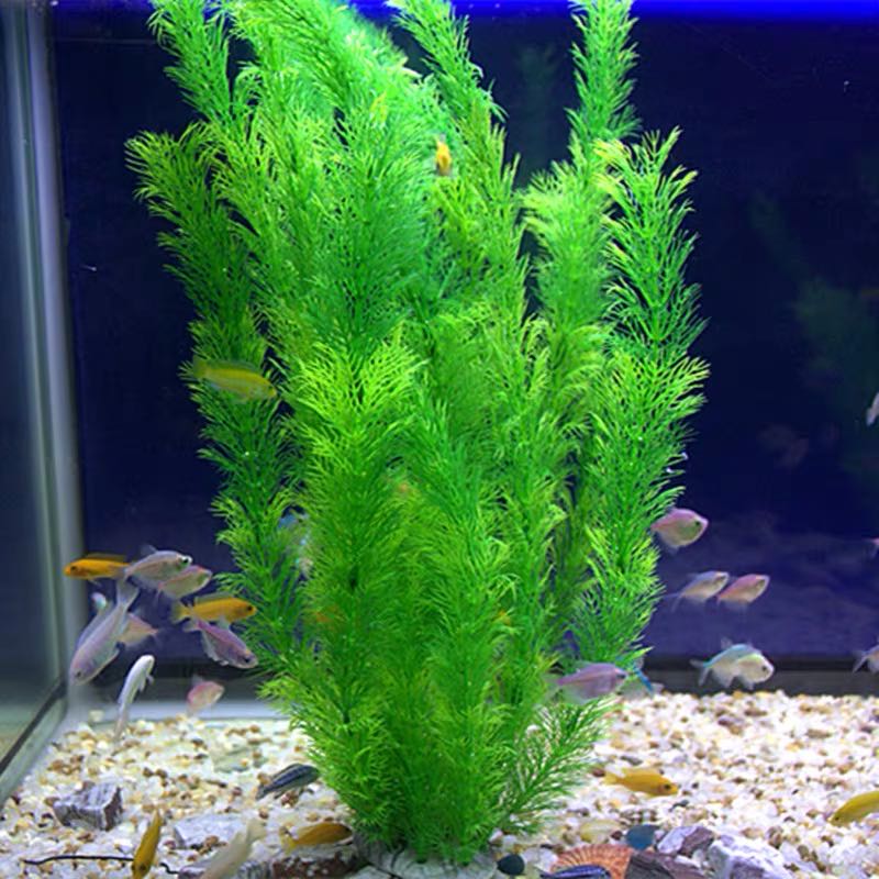 22-60cm High Large Aquarium Pl - Xl Aquarium Fish review and price